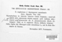Epicoccum menispermi image